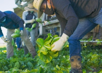 Produce grower-shipper Tanimura & Antle surpasses 4,000 employee vaccinations