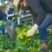 Produce grower-shipper Tanimura & Antle surpasses 4,000 employee vaccinations