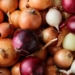 Onion market analysis of the EU, Central Asia, the Caucasus and Eastern Europe