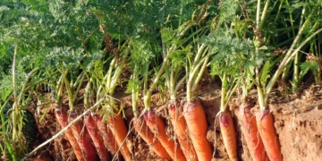 Cultivation of B-carrots: research 2020