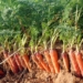 Cultivation of B-carrots: research 2020