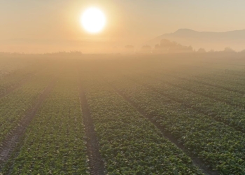 Spinach exporter from a small country business