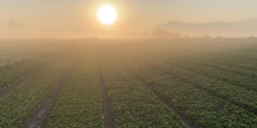 Spinach exporter from a small country business