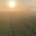 Spinach exporter from a small country business