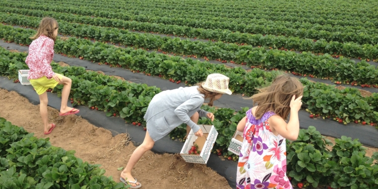 Le Agavi, landing in large-scale distribution with strawberries & purple potatoes