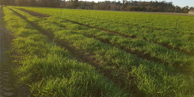 Boosting mycorrhizal fungi in vegetable crops: Is it required and what can you do?