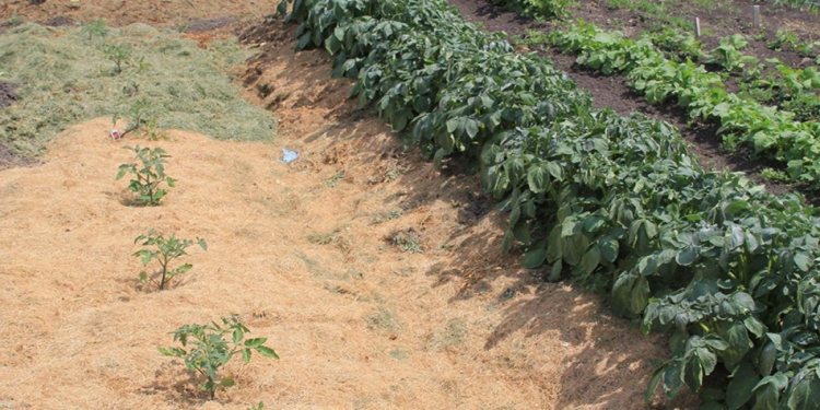 Genes that keep plants green: Discovery can help grow crops in a drought