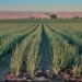 Expansion of drip irrigation is not going smoothly