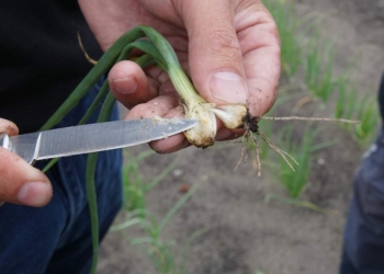 More trouble with onion fly with low supply of organic matter