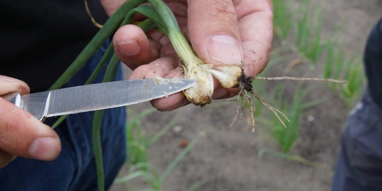 More trouble with onion fly with low supply of organic matter