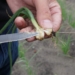 More trouble with onion fly with low supply of organic matter