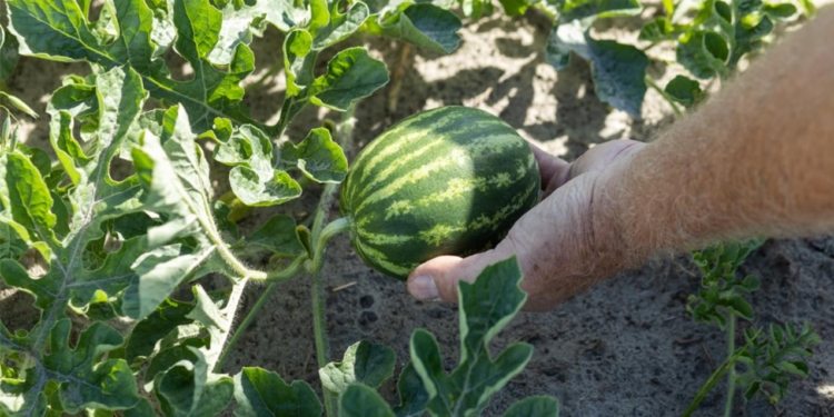 UF/IFAS Extension helps watermelon industry nip disease in the bud