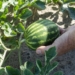 UF/IFAS Extension helps watermelon industry nip disease in the bud