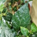 Watch for thrips and mites in vegetables