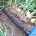 Efficient watering with drip irrigation in onions
