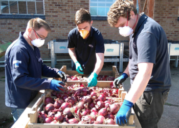 Onion variety field trials