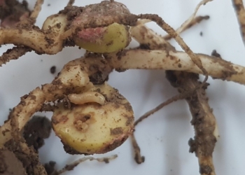 Control of Bean seed fly is key priority for grower led trials