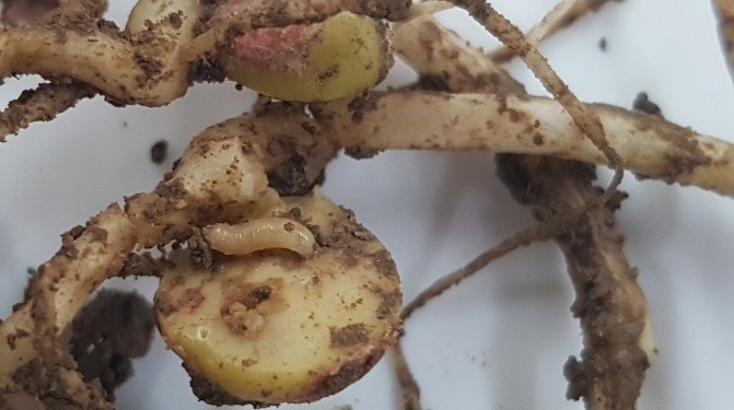 Control of Bean seed fly is key priority for grower led trials