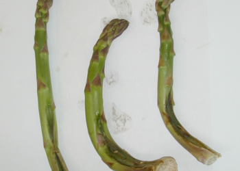Phytophthora rot in asparagus – be aware and prepare