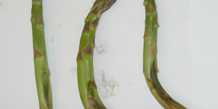 Phytophthora rot in asparagus – be aware and prepare