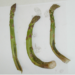 Phytophthora rot in asparagus – be aware and prepare