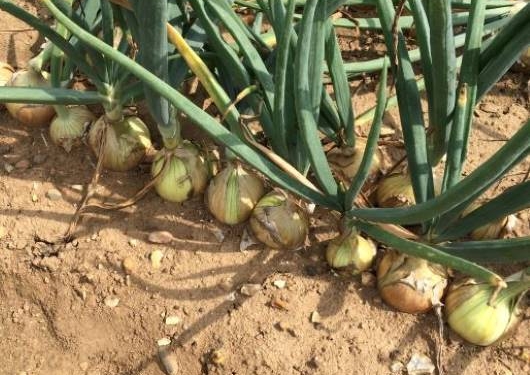 Recommended Resources: Alliums