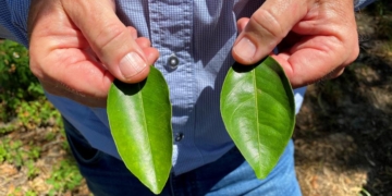 Young and old citrus leaves for sap analysis