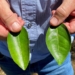 Is sap analysis the future of fine-tuning plant nutrition?