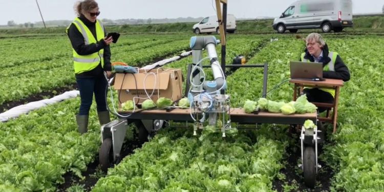 UK agri-tech experts and growers join forces on salad-saving robot