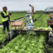 UK agri-tech experts and growers join forces on salad-saving robot