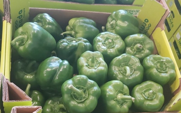Polish open field capsicum season started