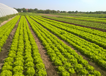 How to grow vegetables Bejo Zaden in Ukraine