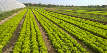 How to grow vegetables Bejo Zaden in Ukraine