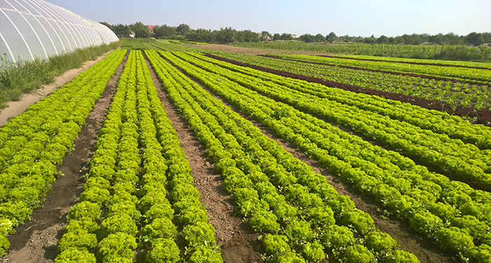 How to grow vegetables Bejo Zaden in Ukraine