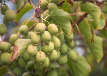 The first Ukrainian actinidia plantation