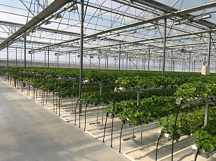 Russian greenhouses ask for support because of rising energy costs