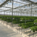 Russian greenhouses ask for support because of rising energy costs