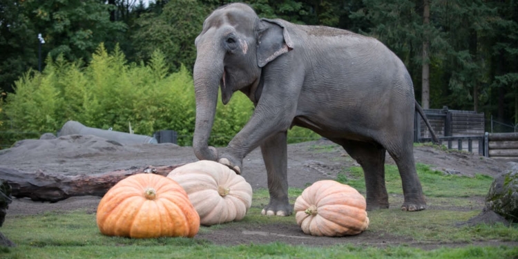 PPE litter jumps 30% in a year, post-lockdown survey finds Princess Charlotte is a big unicorn fan according to her dad, Prince William Highly endangered Asian elephants at a US zoo relished the chance to crush giant pumpkins at an annual Squishing of the Squash ceremony. Elephants pulverize giant pumpkins at the Oregon Zoo’s annual Squishing of the Squash. (Oregon Zoo/photo by Shervin Hess)© Provided by PA Media Elephants pulverize giant pumpkins at the Oregon Zoo’s annual Squishing of the Squash. (Oregon Zoo/photo by Shervin Hess)