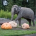 PPE litter jumps 30% in a year, post-lockdown survey finds Princess Charlotte is a big unicorn fan according to her dad, Prince William Highly endangered Asian elephants at a US zoo relished the chance to crush giant pumpkins at an annual Squishing of the Squash ceremony. Elephants pulverize giant pumpkins at the Oregon Zoo’s annual Squishing of the Squash. (Oregon Zoo/photo by Shervin Hess)© Provided by PA Media Elephants pulverize giant pumpkins at the Oregon Zoo’s annual Squishing of the Squash. (Oregon Zoo/photo by Shervin Hess)