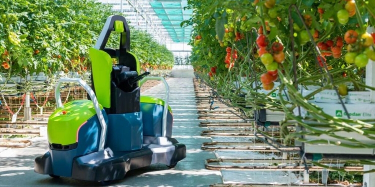 Innovative tomato pruning robot can work all day in greenhouses
