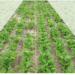 Long-lasting biological seed treatments: #KWS launches first product
