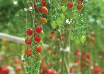 Syngenta to launch modified Sweetelle with ToBRFV resistance in 2022