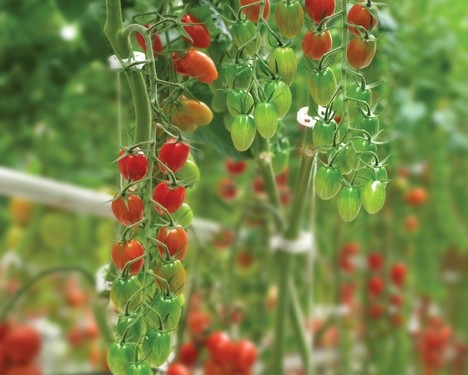 Syngenta to launch modified Sweetelle with ToBRFV resistance in 2022