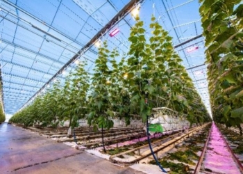 Hi Power for High-Wire Cultivation under Artifical Light