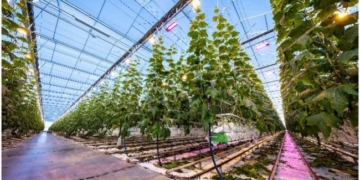 Hi Power for High-Wire Cultivation under Artifical Light