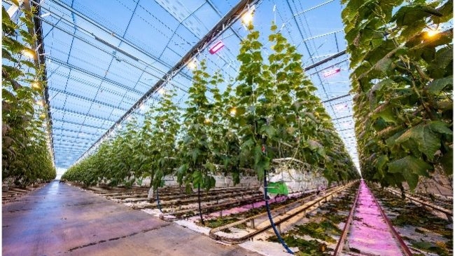 Hi Power for High-Wire Cultivation under Artifical Light