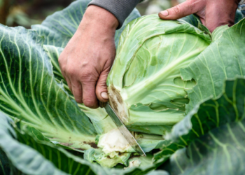 Agricultural producers of the Orenburg region of Russia harvested 99% of the vegetable harvest