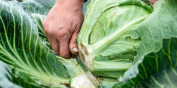 Agricultural producers of the Orenburg region of Russia harvested 99% of the vegetable harvest