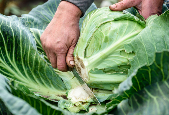 Agricultural producers of the Orenburg region of Russia harvested 99% of the vegetable harvest