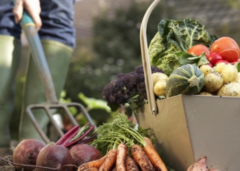 The harvesting plan of vegetables in the Dmitrovsky district is exceeded by 44%